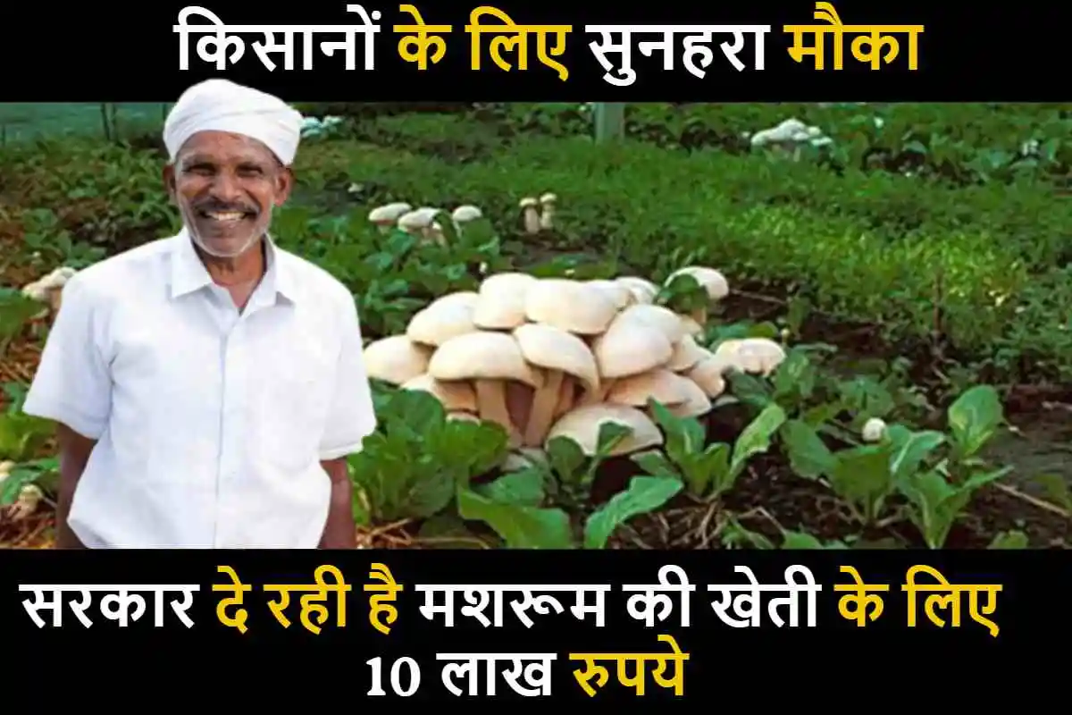 किसानों के लिए सुनहरा मौका, सरकार दे रही है मशरूम की खेती के लिए सरकार देगी 10 लाख रुपये, जल्द स्टार्ट करे अपना बिज़नेस
