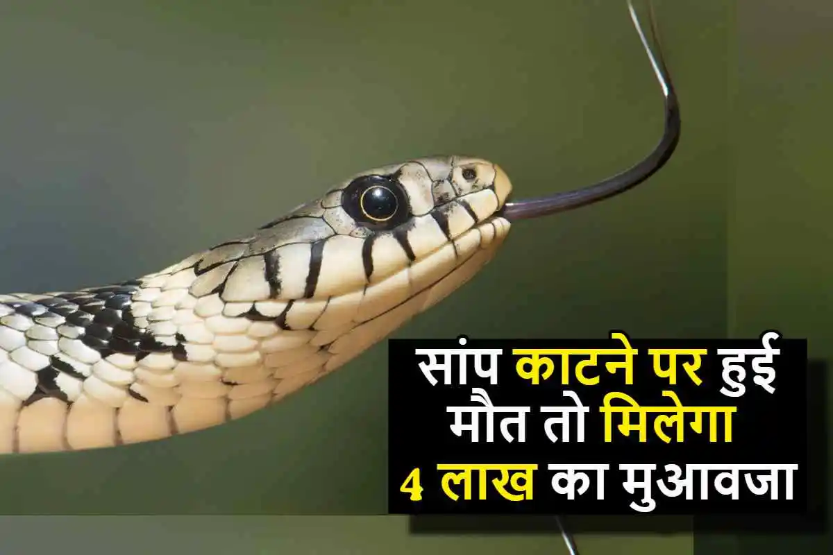 Snake Bite Death: सांप काटने पर हुई मौत तो परिजनों को मिलेगा 4 लाख का मुआवजा.